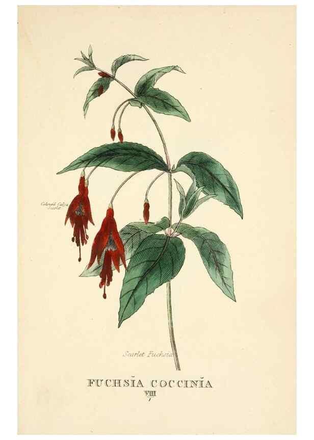 Reproducción/Reproduction 9787518851: Elements of the science of botany,. London,Printed by T. Bensley for J. Murray.1812.