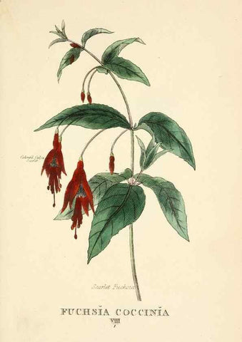 Reproducción/Reproduction 9787518851: Elements of the science of botany,. London,Printed by T. Bensley for J. Murray.1812.