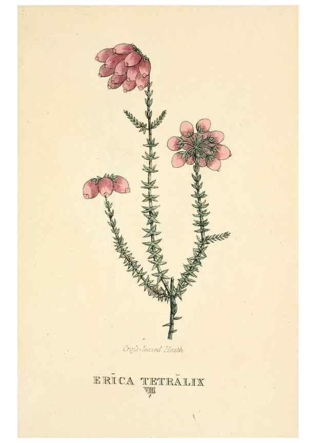 Reproducción/Reproduction 9787521061: Elements of the science of botany,. London,Printed by T. Bensley for J. Murray.1812.