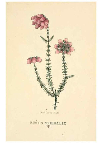 Reproducción/Reproduction 9787521061: Elements of the science of botany,. London,Printed by T. Bensley for J. Murray.1812.