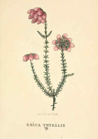 Reproducción/Reproduction 9787521061: Elements of the science of botany,. London,Printed by T. Bensley for J. Murray.1812.