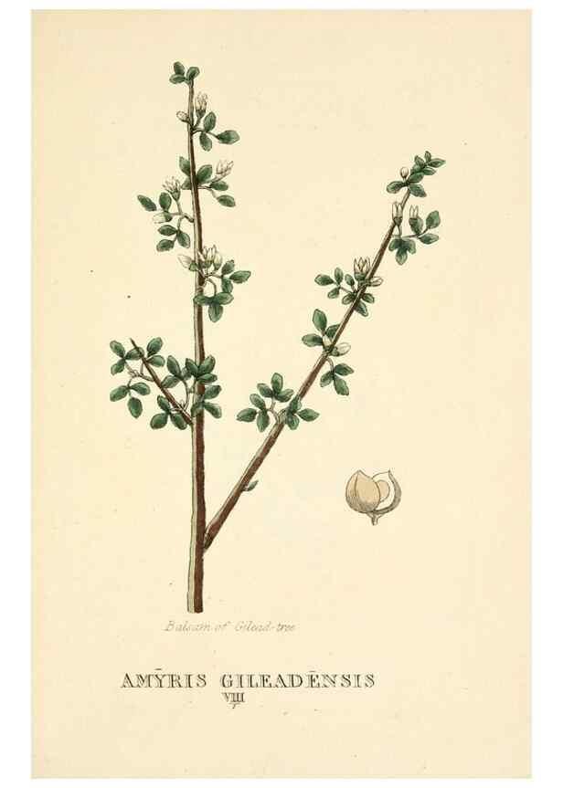 Reproducción/Reproduction 9787797913: Elements of the science of botany,. London,Printed by T. Bensley for J. Murray.1812.