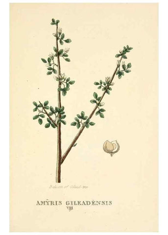 Reproducción/Reproduction 9787797913: Elements of the science of botany,. London,Printed by T. Bensley for J. Murray.1812.