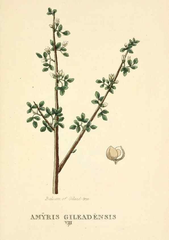 Reproducción/Reproduction 9787797913: Elements of the science of botany,. London,Printed by T. Bensley for J. Murray.1812.