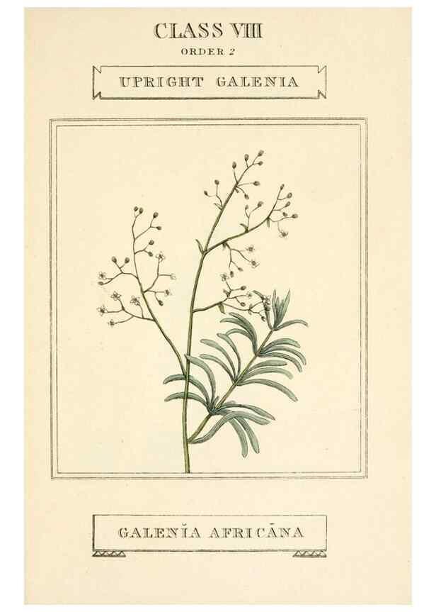 Reproducción/Reproduction 9787715165: Elements of the science of botany,. London,Printed by T. Bensley for J. Murray.1812.