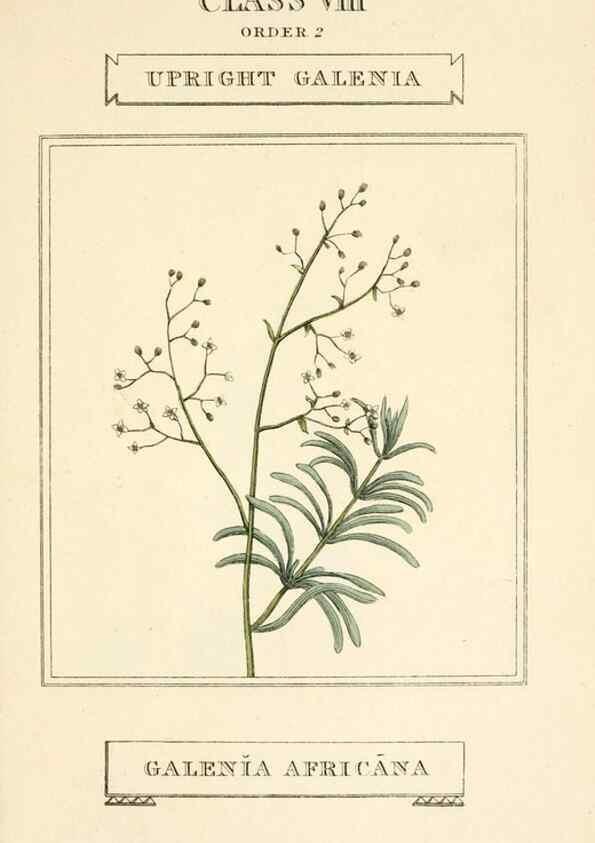 Reproducción/Reproduction 9787715165: Elements of the science of botany,. London,Printed by T. Bensley for J. Murray.1812.