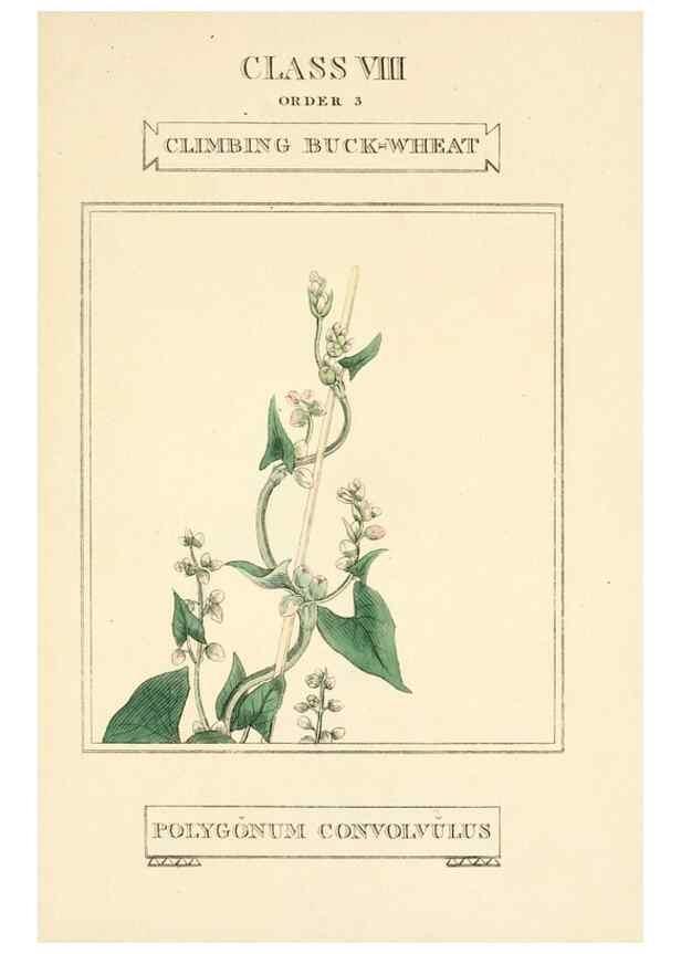 Reproducción/Reproduction 9787743996: Elements of the science of botany,. London,Printed by T. Bensley for J. Murray.1812.