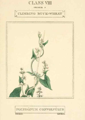 Reproducción/Reproduction 9787743996: Elements of the science of botany,. London,Printed by T. Bensley for J. Murray.1812.
