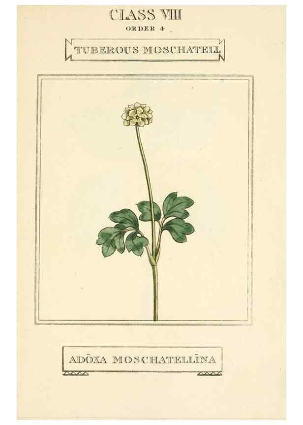 Reproducción/Reproduction 9787720175: Elements of the science of botany,. London,Printed by T. Bensley for J. Murray.1812.