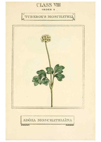 Reproducción/Reproduction 9787720175: Elements of the science of botany,. London,Printed by T. Bensley for J. Murray.1812.