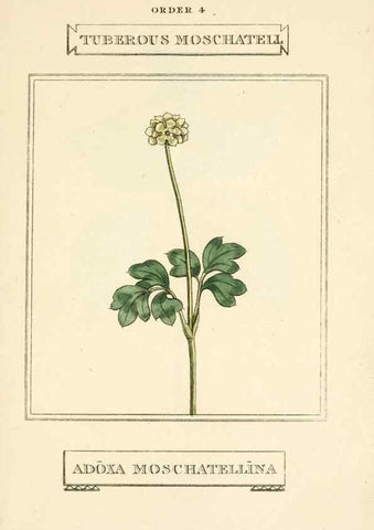 Reproducción/Reproduction 9787720175: Elements of the science of botany,. London,Printed by T. Bensley for J. Murray.1812.