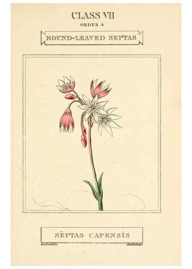 Reproducción/Reproduction 9787718634: Elements of the science of botany,. London,Printed by T. Bensley for J. Murray.1812.