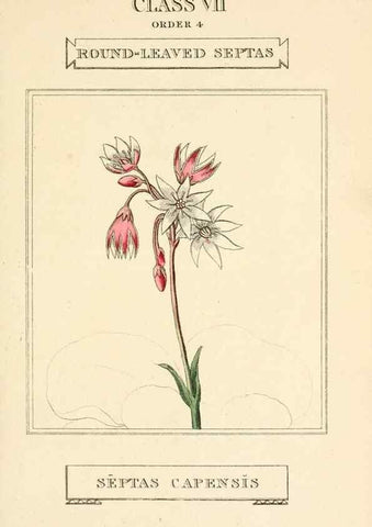 Reproducción/Reproduction 9787718634: Elements of the science of botany,. London,Printed by T. Bensley for J. Murray.1812.
