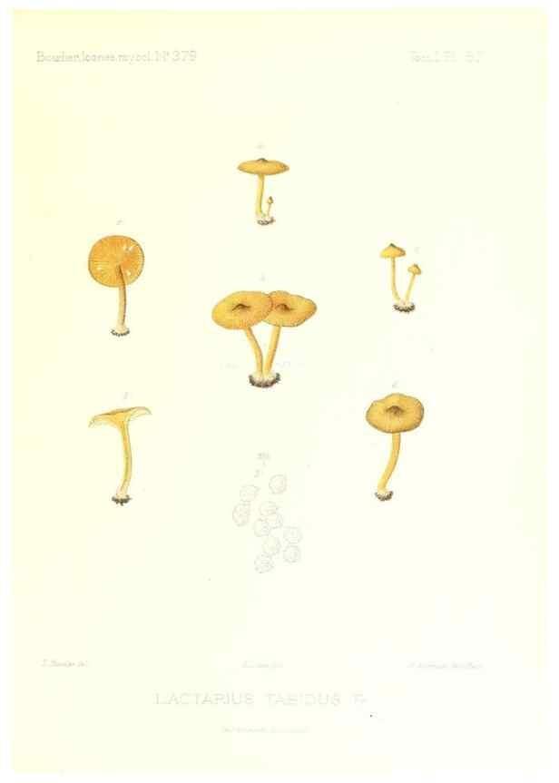 Reproducción/Reproduction 9800947116: Icones mycologicæ, ou Iconographie des champignons de France principalement Discomycetes,. Paris :P. Klincksieck, L. Lhomme, successeur,1905-10.