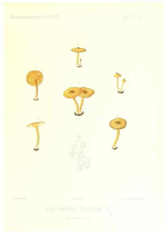 Reproducción/Reproduction 9800947116: Icones mycologicæ, ou Iconographie des champignons de France principalement Discomycetes,. Paris :P. Klincksieck, L. Lhomme, successeur,1905-10.