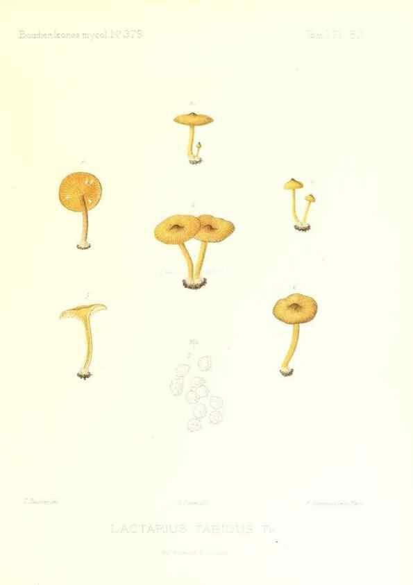 Reproducción/Reproduction 9800947116: Icones mycologicæ, ou Iconographie des champignons de France principalement Discomycetes,. Paris :P. Klincksieck, L. Lhomme, successeur,1905-10.