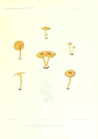 Reproducción/Reproduction 9800947116: Icones mycologicæ, ou Iconographie des champignons de France principalement Discomycetes,. Paris :P. Klincksieck, L. Lhomme, successeur,1905-10.