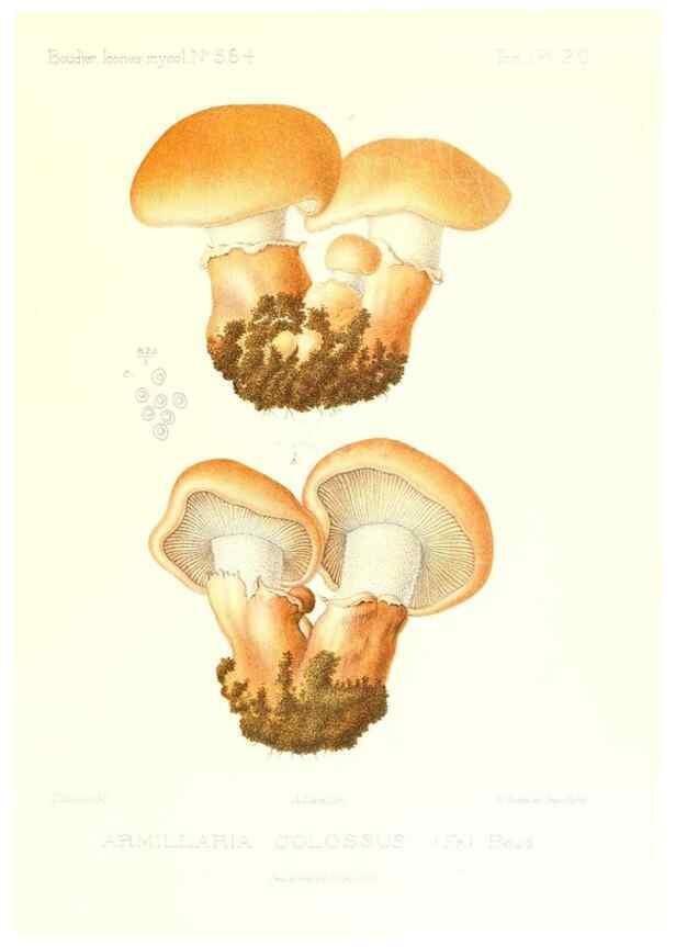 Reproducción/Reproduction 9800851384: Icones mycologicæ, ou Iconographie des champignons de France principalement Discomycetes,. Paris :P. Klincksieck, L. Lhomme, successeur,1905-10.