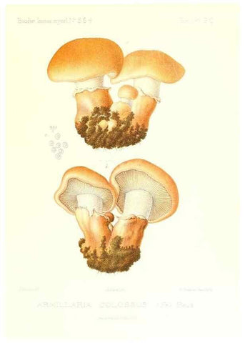 Reproducción/Reproduction 9800851384: Icones mycologicæ, ou Iconographie des champignons de France principalement Discomycetes,. Paris :P. Klincksieck, L. Lhomme, successeur,1905-10.