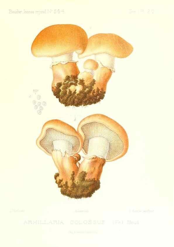 Reproducción/Reproduction 9800851384: Icones mycologicæ, ou Iconographie des champignons de France principalement Discomycetes,. Paris :P. Klincksieck, L. Lhomme, successeur,1905-10.