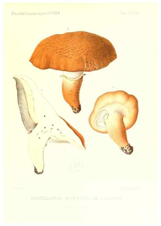 Reproducción/Reproduction 9800835125: Icones mycologicæ, ou Iconographie des champignons de France principalement Discomycetes,. Paris :P. Klincksieck, L. Lhomme, successeur,1905-10.