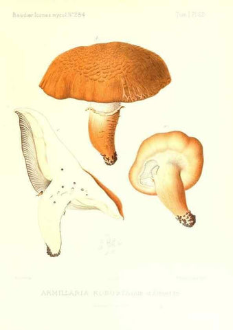 Reproducción/Reproduction 9800835125: Icones mycologicæ, ou Iconographie des champignons de France principalement Discomycetes,. Paris :P. Klincksieck, L. Lhomme, successeur,1905-10.
