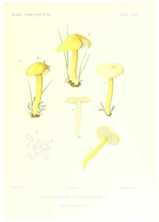 Reproducción/Reproduction 9800880665: Icones mycologicæ, ou Iconographie des champignons de France principalement Discomycetes,. Paris :P. Klincksieck, L. Lhomme, successeur,1905-10.