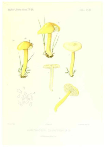 Reproducción/Reproduction 9800880665: Icones mycologicæ, ou Iconographie des champignons de France principalement Discomycetes,. Paris :P. Klincksieck, L. Lhomme, successeur,1905-10.