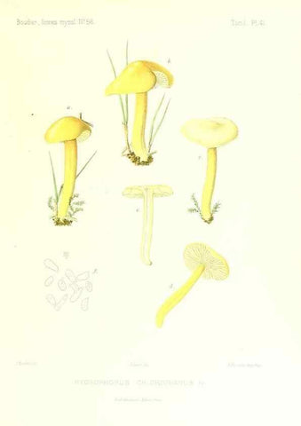 Reproducción/Reproduction 9800880665: Icones mycologicæ, ou Iconographie des champignons de France principalement Discomycetes,. Paris :P. Klincksieck, L. Lhomme, successeur,1905-10.