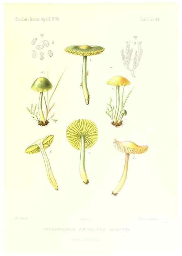 Reproducción/Reproduction 9800967023: Icones mycologicæ, ou Iconographie des champignons de France principalement Discomycetes,. Paris :P. Klincksieck, L. Lhomme, successeur,1905-10.