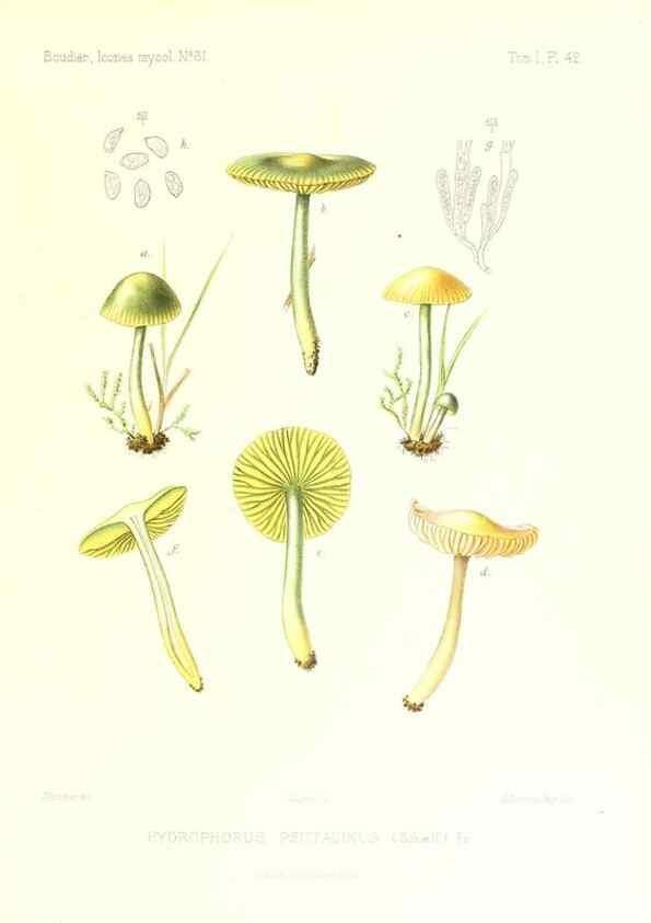 Reproducción/Reproduction 9800967023: Icones mycologicæ, ou Iconographie des champignons de France principalement Discomycetes,. Paris :P. Klincksieck, L. Lhomme, successeur,1905-10.
