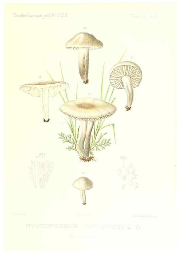 Reproducción/Reproduction 9800968973: Icones mycologicæ, ou Iconographie des champignons de France principalement Discomycetes,. Paris :P. Klincksieck, L. Lhomme, successeur,1905-10.