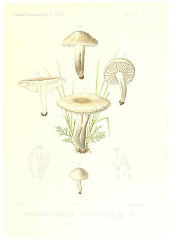 Reproducción/Reproduction 9800968973: Icones mycologicæ, ou Iconographie des champignons de France principalement Discomycetes,. Paris :P. Klincksieck, L. Lhomme, successeur,1905-10.