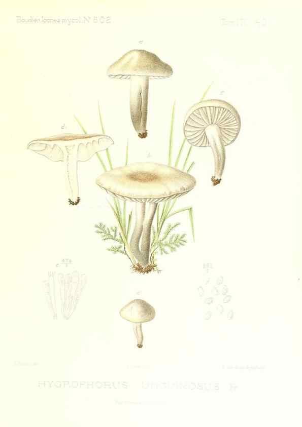 Reproducción/Reproduction 9800968973: Icones mycologicæ, ou Iconographie des champignons de France principalement Discomycetes,. Paris :P. Klincksieck, L. Lhomme, successeur,1905-10.
