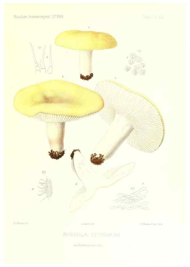 Reproducción/Reproduction 9800970893: Icones mycologicæ, ou Iconographie des champignons de France principalement Discomycetes,. Paris :P. Klincksieck, L. Lhomme, successeur,1905-10.