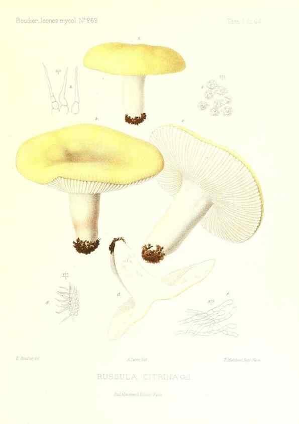 Reproducción/Reproduction 9800970893: Icones mycologicæ, ou Iconographie des champignons de France principalement Discomycetes,. Paris :P. Klincksieck, L. Lhomme, successeur,1905-10.
