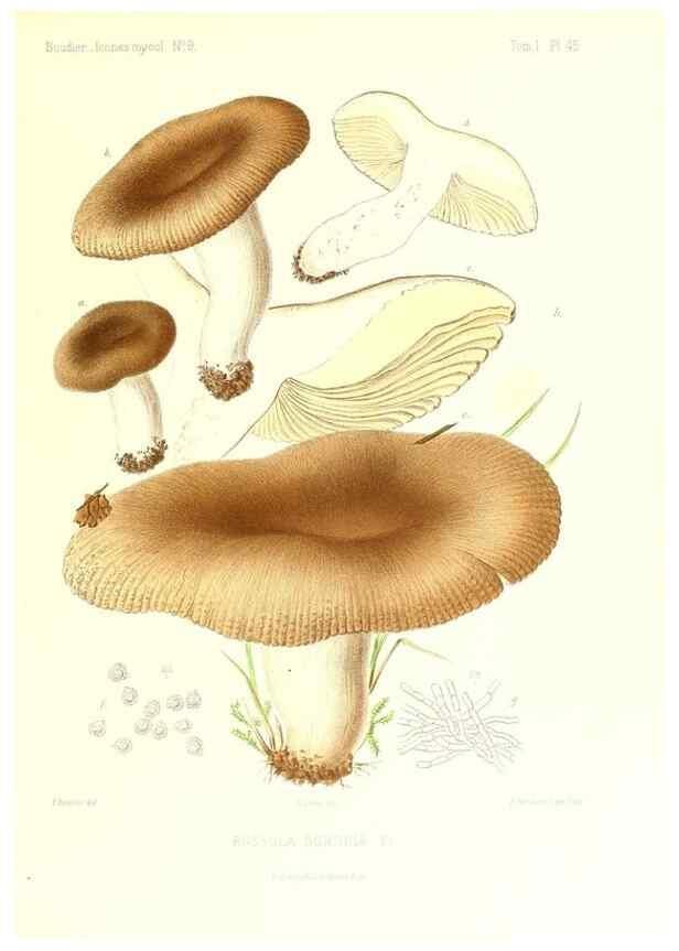 Reproducción/Reproduction 9800890075: Icones mycologicæ, ou Iconographie des champignons de France principalement Discomycetes,. Paris :P. Klincksieck, L. Lhomme, successeur,1905-10.