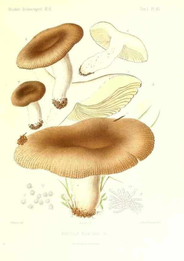 Reproducción/Reproduction 9800890075: Icones mycologicæ, ou Iconographie des champignons de France principalement Discomycetes,. Paris :P. Klincksieck, L. Lhomme, successeur,1905-10.