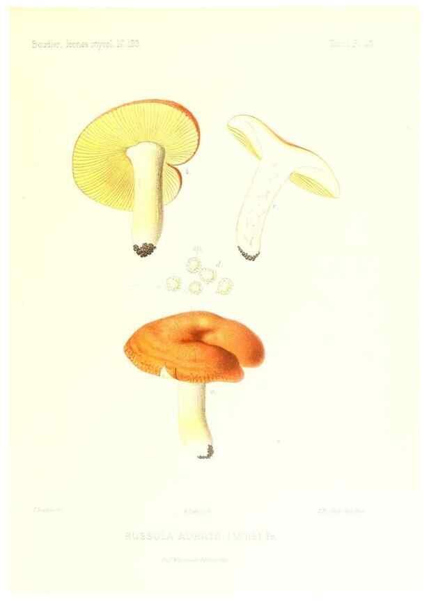 Reproducción/Reproduction 9800975833: Icones mycologicæ, ou Iconographie des champignons de France principalement Discomycetes,. Paris :P. Klincksieck, L. Lhomme, successeur,1905-10.