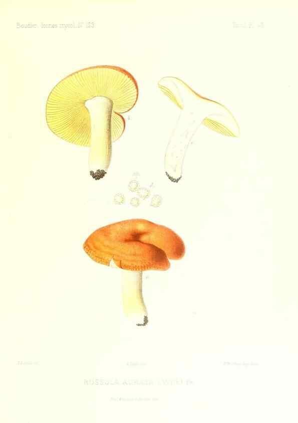 Reproducción/Reproduction 9800975833: Icones mycologicæ, ou Iconographie des champignons de France principalement Discomycetes,. Paris :P. Klincksieck, L. Lhomme, successeur,1905-10.