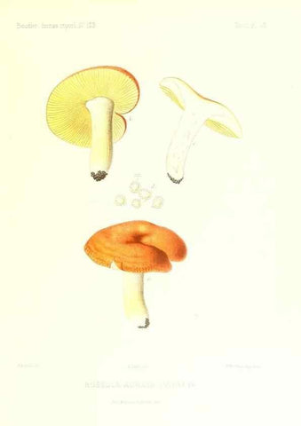 Reproducción/Reproduction 9800975833: Icones mycologicæ, ou Iconographie des champignons de France principalement Discomycetes,. Paris :P. Klincksieck, L. Lhomme, successeur,1905-10.
