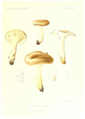 Reproducción/Reproduction 9800894065: Icones mycologicæ, ou Iconographie des champignons de France principalement Discomycetes,. Paris :P. Klincksieck, L. Lhomme, successeur,1905-10.