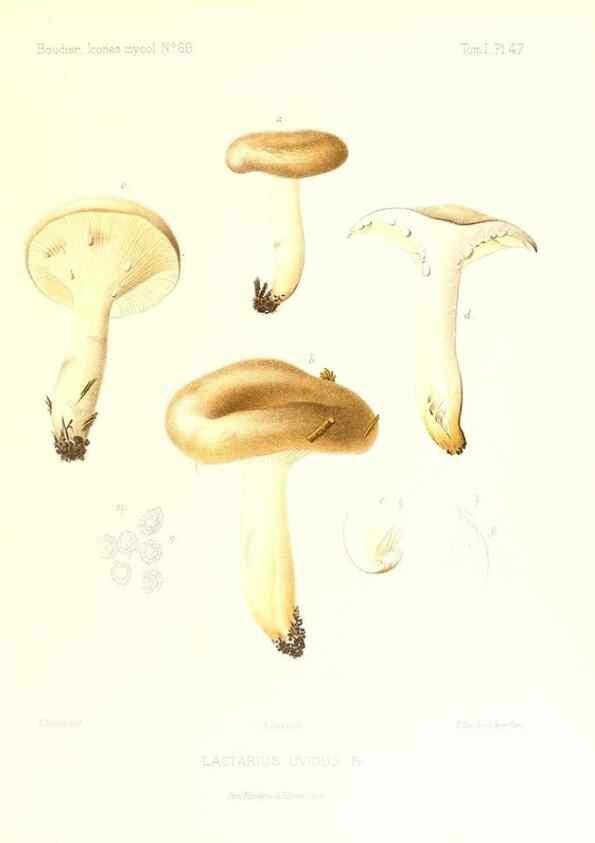 Reproducción/Reproduction 9800894065: Icones mycologicæ, ou Iconographie des champignons de France principalement Discomycetes,. Paris :P. Klincksieck, L. Lhomme, successeur,1905-10.