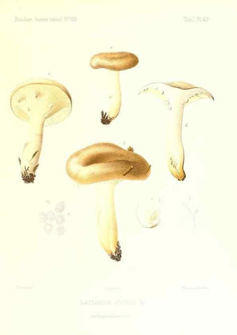 Reproducción/Reproduction 9800894065: Icones mycologicæ, ou Iconographie des champignons de France principalement Discomycetes,. Paris :P. Klincksieck, L. Lhomme, successeur,1905-10.