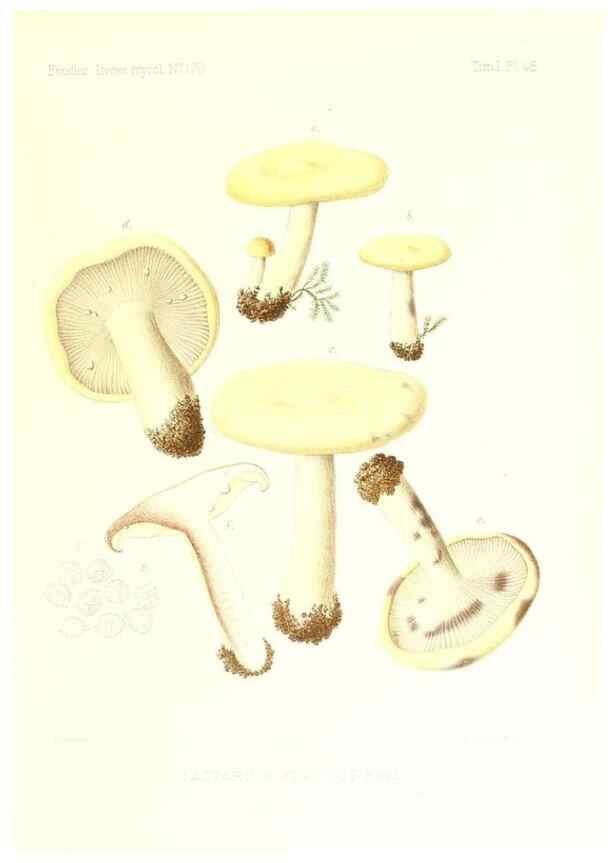 Reproducción/Reproduction 9800926106: Icones mycologicæ, ou Iconographie des champignons de France principalement Discomycetes,. Paris :P. Klincksieck, L. Lhomme, successeur,1905-10.