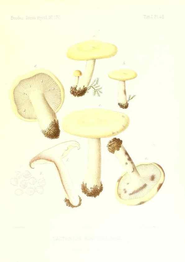 Reproducción/Reproduction 9800926106: Icones mycologicæ, ou Iconographie des champignons de France principalement Discomycetes,. Paris :P. Klincksieck, L. Lhomme, successeur,1905-10.