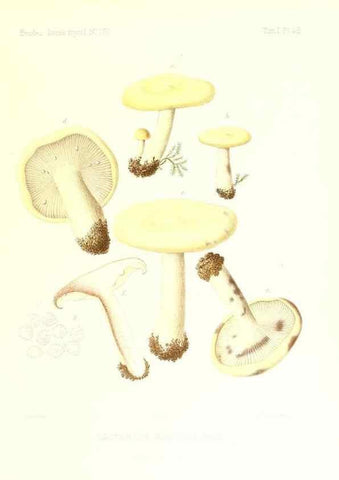 Reproducción/Reproduction 9800926106: Icones mycologicæ, ou Iconographie des champignons de France principalement Discomycetes,. Paris :P. Klincksieck, L. Lhomme, successeur,1905-10.