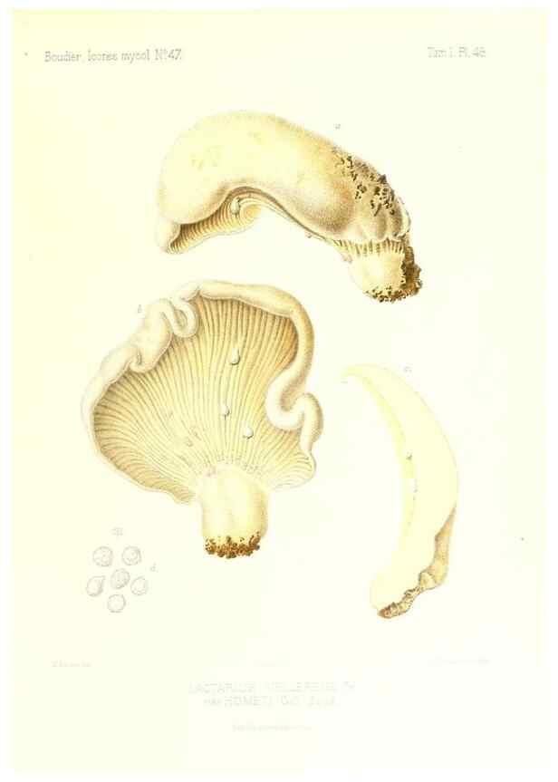Reproducción/Reproduction 9800897755: Icones mycologicæ, ou Iconographie des champignons de France principalement Discomycetes,. Paris :P. Klincksieck, L. Lhomme, successeur,1905-10.
