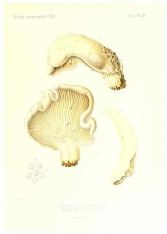 Reproducción/Reproduction 9800897755: Icones mycologicæ, ou Iconographie des champignons de France principalement Discomycetes,. Paris :P. Klincksieck, L. Lhomme, successeur,1905-10.