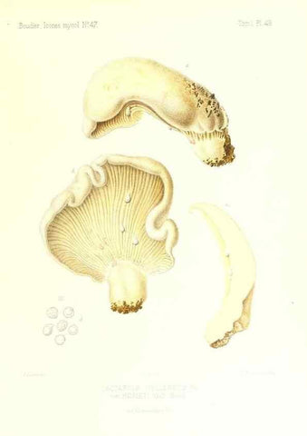 Reproducción/Reproduction 9800897755: Icones mycologicæ, ou Iconographie des champignons de France principalement Discomycetes,. Paris :P. Klincksieck, L. Lhomme, successeur,1905-10.